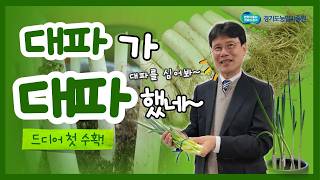 [대파 키우기 프로젝트] 경기도 대파 직접 키웠더니… 두 번째 수확? 실화냐?ㅋㅋ