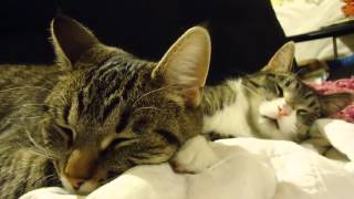 Hawk Nelson The Final Toast  - Chatter (Music Video)