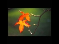 SUNSET WINGS | Dirge 