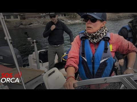 Dr. Deborah Giles on losing J17, K25 & L84 of critically endangered Southern Resident Killer Whales