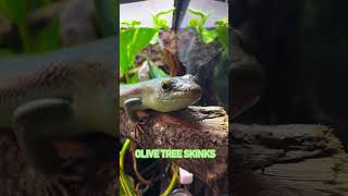 Curious Olive Tree Skink kisses the camera #lizards #pets #reptiles #reptileenclosure