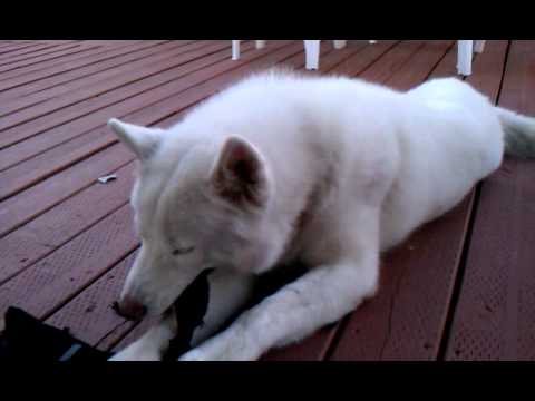 Bear aka Megatron chewing a Case Logic CD holder.