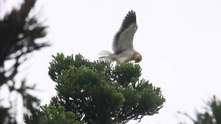 The little Black-winged kite trying to fly, 黑翅鳶試飛