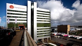 U-F-L.net Невероятный цветочный аукцион в Голландии Flora Holland - самый большой в мире
