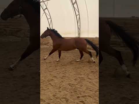Captain Cody Z video 1