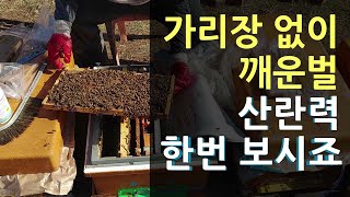 가릿장 없이 깨운벌 산란력 한번 보시지요.