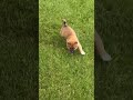 Shiba Inu dogs for sale: Whiskey - Video 1