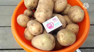 Описание и характеристики картофеля Сантэ, особенности выращивания и отзывы