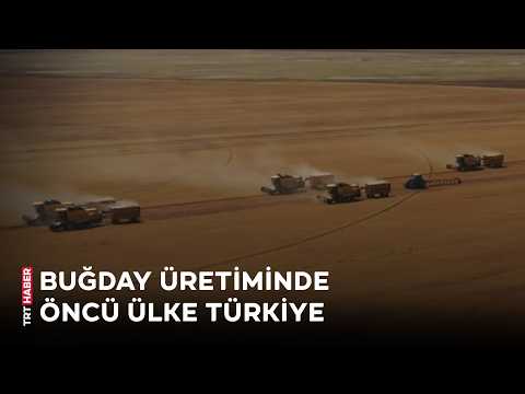 Türkiye, buğdayda stratejik gücünü artırıyor