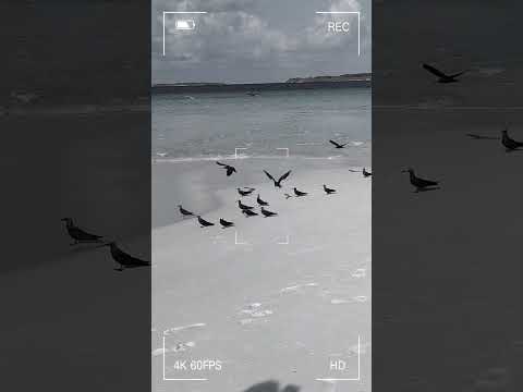 #travel #maldives #sandbanks #beach #view #video #mobile