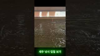 새우 낚시 입질 모습 #새우낚시#베트남생활 #베트남거리 #호치민 #호치민 맛집 #shorts