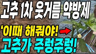 고추 1차 웃거름 약방제 이때해줘야 병없이 몇배 더 수확! 고추농사 대박!
