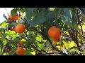 Oranges & Morning Sun