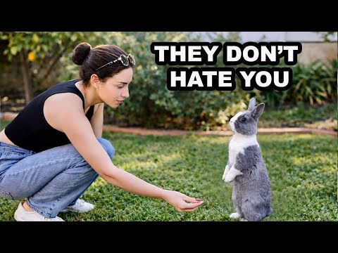 Why Your Rabbit Is Scared or Aggressive (And How Trust Actually Forms)