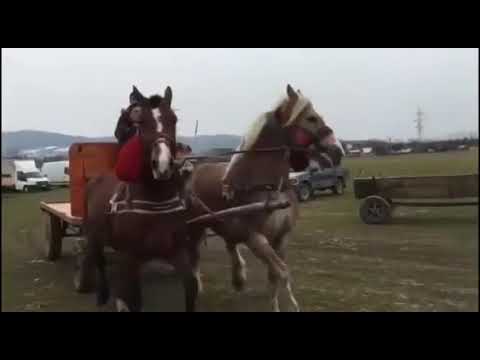 Caii  lu Șanta Nicolae de la Sighetu Marmației ❤