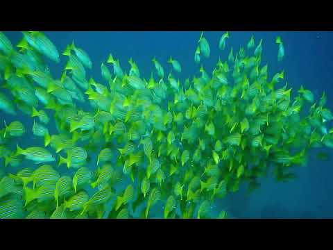 Nice Fish's #shorts#yutubeshortsfeature#ytshortsindia#animals#fish#greenfish#wateranimal