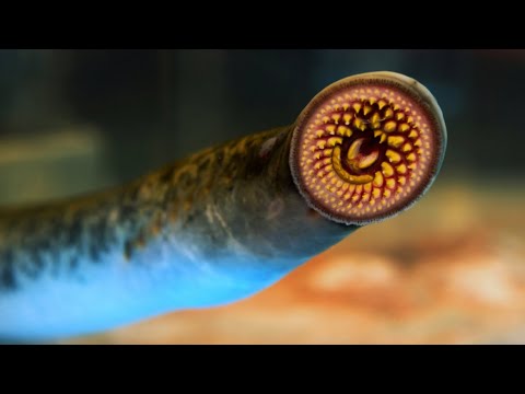 The Unusual Death of King Henry I