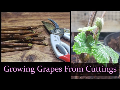 How To Grow An Onion From An Onion Bottom 2019