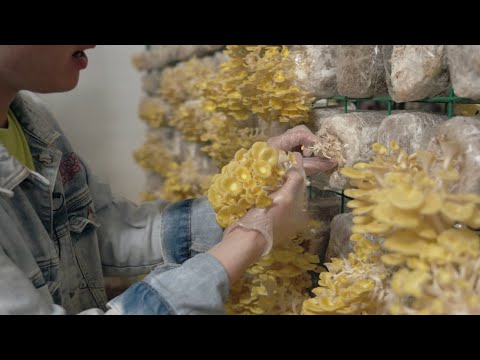 Fabricado em Cingapura: a maior fazenda de cogumelos de Cingapura