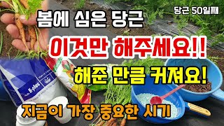 당근 이것만은 지금 꼭 해주세요 해준만큼 커져요 당근웃거름 크게키우기 텃밭농사