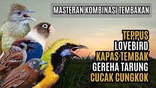 Download lagu MASTERAN KOMBINASI MEWAH BESETAN CUNGKOK GEREJA TARUNG, TEPPUS, KAPAS TEMBAK, LOVEBIRD mp3