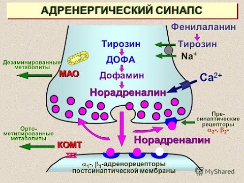 1 №12 АДРЕНЕРГИЧЕСКИЙ СИНАПС
