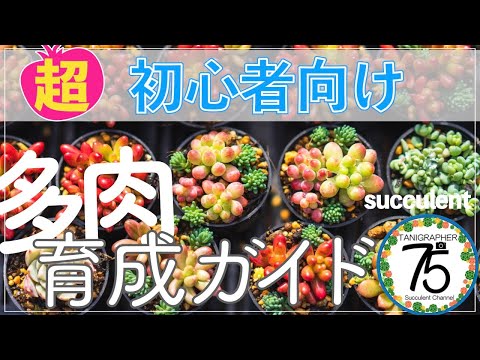 春の多肉植物の管理方法 屋外と屋内の多肉植物の管理