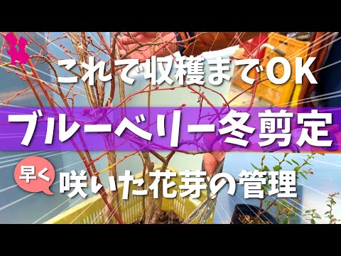 ラズベリーの茂みを剪定する時期と最善の方法は？ 2023 年の冬に実践すべきすべての正しい行動  庭園