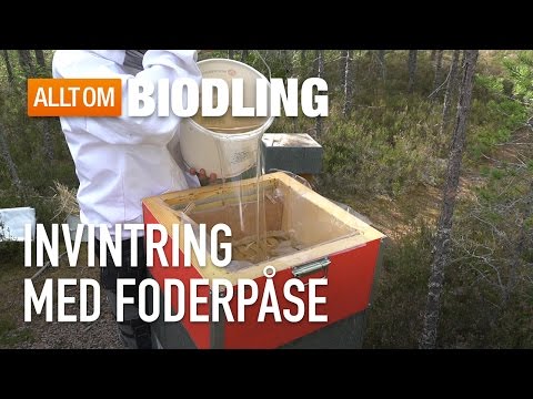 Invintring med foderpåse - Biodling