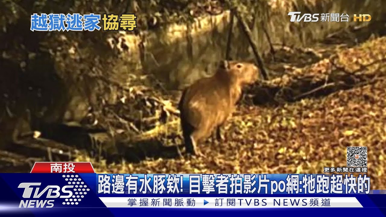 繼穿山甲後新迷因誕生? 「哇X水豚欸、牠跑超快的」