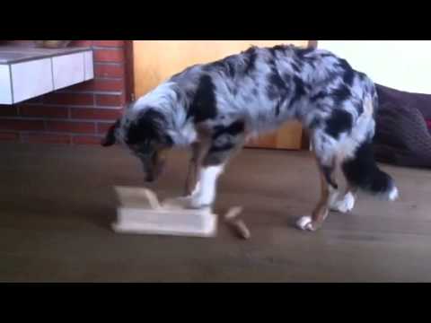 Klappenspiel - hundespiele.ch