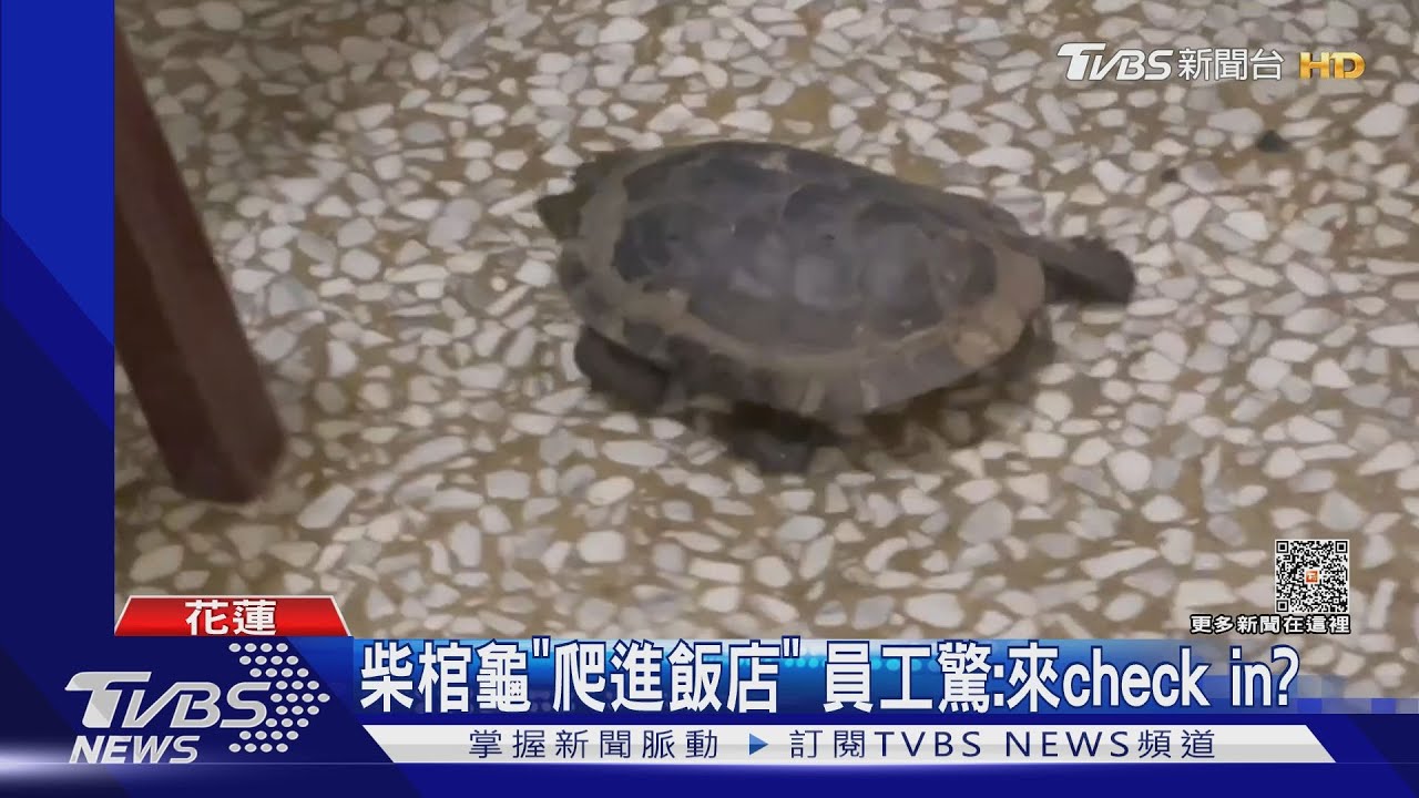 柴棺龜「爬進飯店」　員工驚：來check in？
