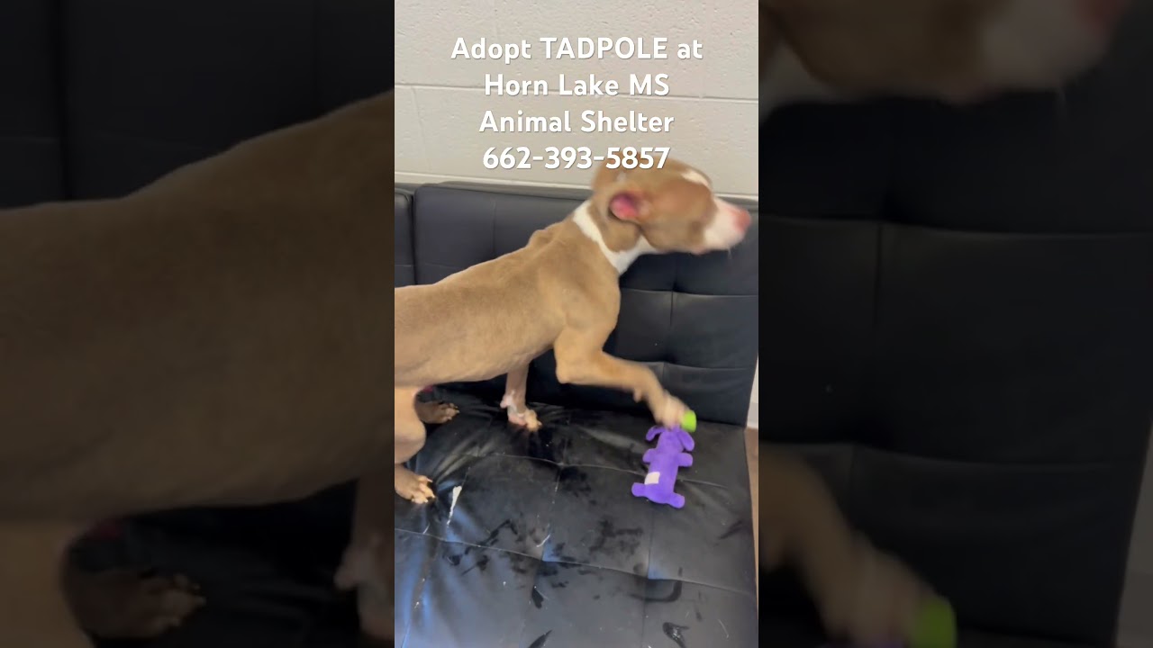 Enlarge Tadpole, an adoptable mixed breed in Horn Lake, MS video 6/6