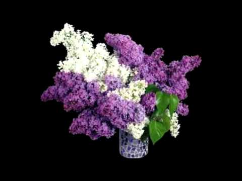 ALIBABKI z zespolem Tajfuny - Futurama.