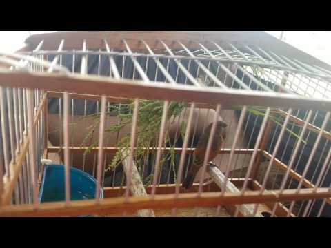 My fire red bird whistle weet weet ( love hammock)