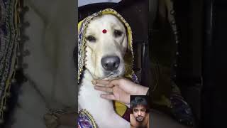 sajna Mori aaegi nahin cute dog ? || #shorts
