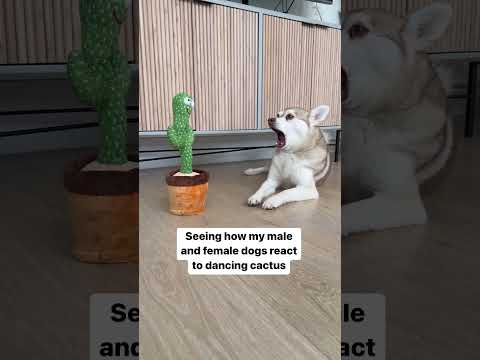 Beobachten, wie meine männlichen und weiblichen Mini-Huskies auf tanzende Kakteen reagieren