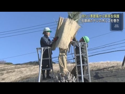 YouTube Video 石廊崎のヤシのコモ巻き　冬支度整う　静岡・南伊豆町