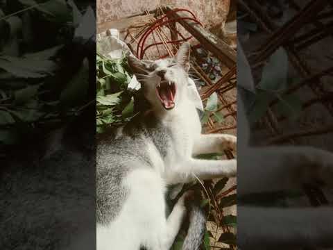 #funny #cat comedy✨#pouna