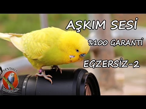 Aşkım Ses Kaydı %100 Konuşma Garantisi | 1 Ay sonra Konuşacak #Aşkım #muhabbetkuşu #konuşturma
