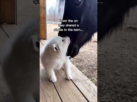 Волчонок принял лошадь за маму и та его вырастила