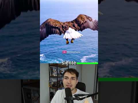 ESTO PASA SI ABANDONAS UN AGUILA CALVA...