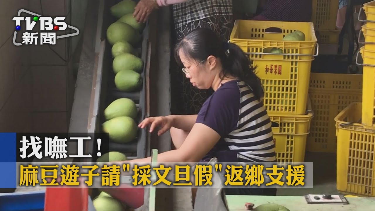 找嘸工!麻豆遊子請「採文旦假」 返鄉支援
