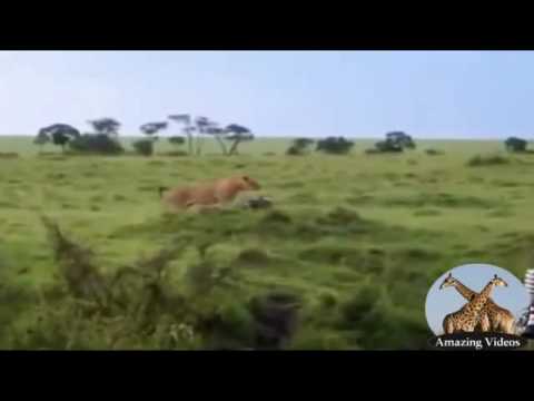 Eagle Vs Lion   Amazing Videos   Video Dailymotion