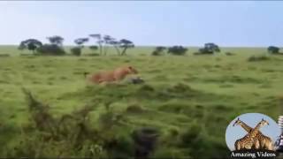 Eagle Vs Lion   Amazing Videos   Video Dailymotion