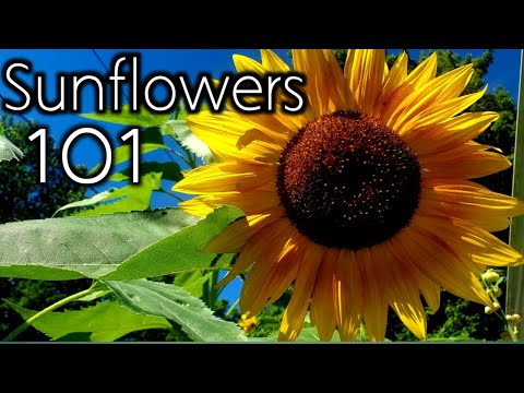 , title : 'Sunflowers Are Super EASY To Grow!- Complete Grow Guide'