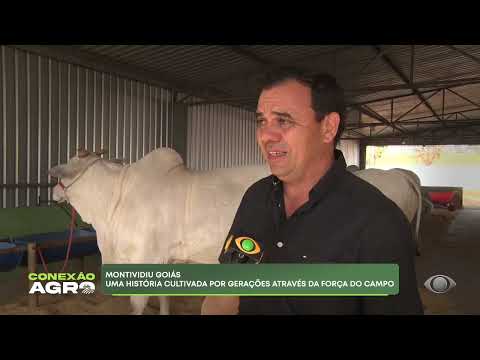 MONTIVIDIU GOIÁS: UMA HISTÓRIA CULTIVADA POR GERAÇÕES ATRAVÉS DA FORÇA DO CAMPO