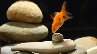 How to Set Up a Goldfish Tank | Aquarium Care