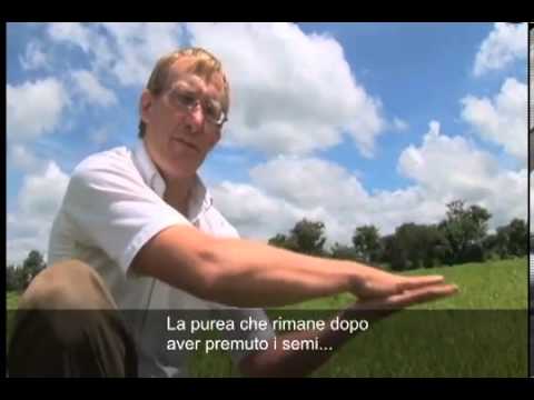 Discovery Channel documentario sulla Moringa - L'albero dei Miracoli