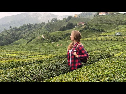 Ceylon in Turkey - Çayeli in Rize